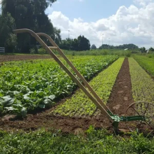 Maraîchage biologique diversifié, kézako ? Maraîchage biologique diversifié, kézako ?