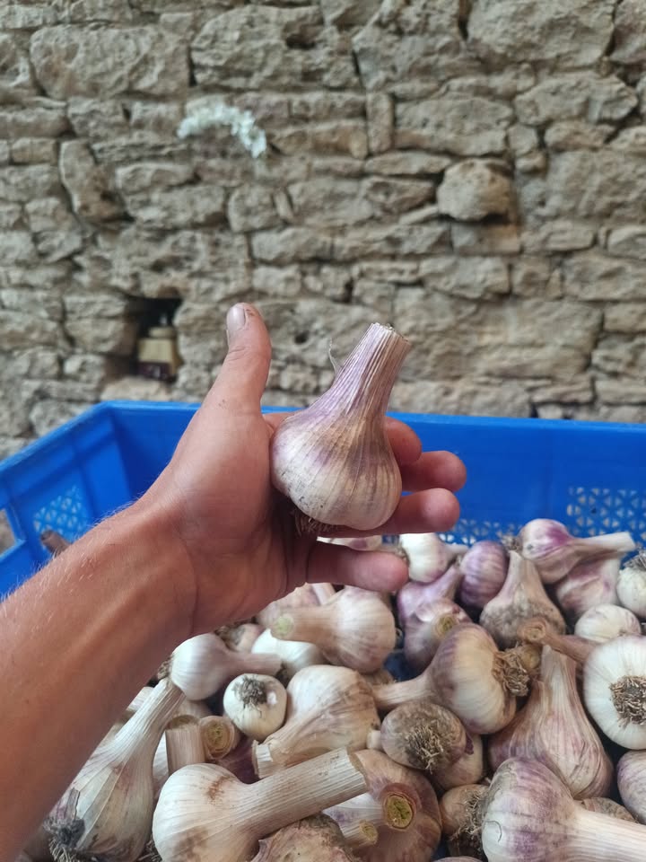 Jardins de La Braille aux Loups - Maraîchage biologique diversifié