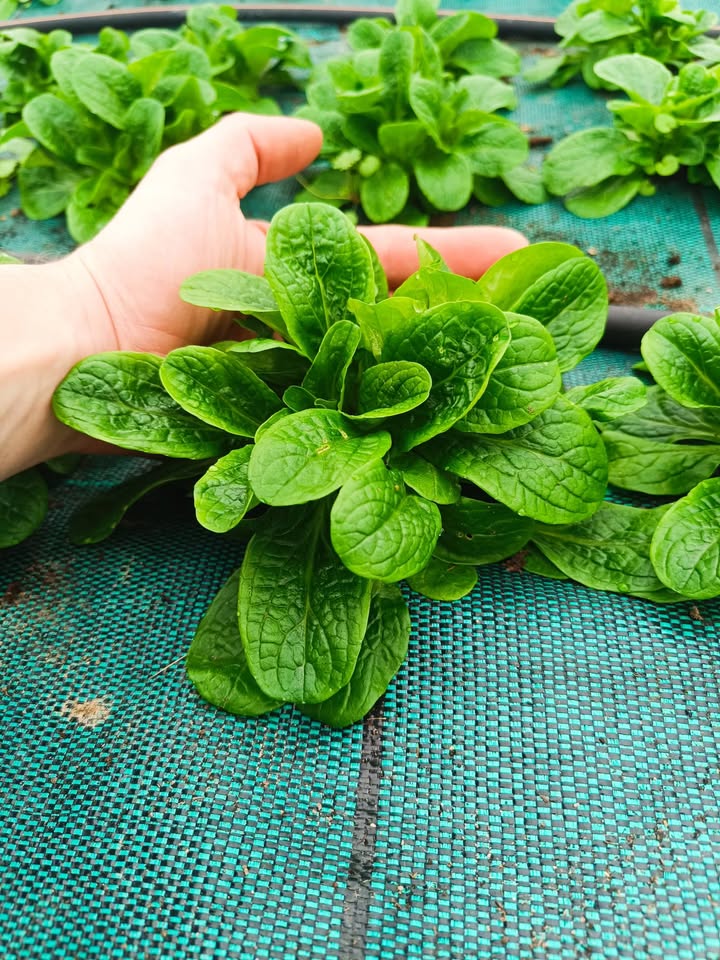 Jardins de La Braille aux Loups - Maraîchage biologique diversifié